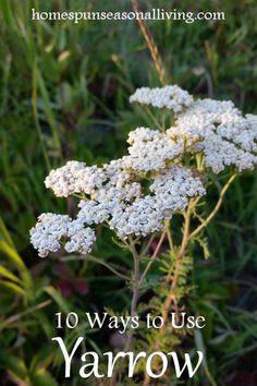 white flowers with the words 10 ways to use yarow