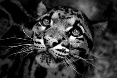 a close up of a leopard's face with blue eyes and brown spots on it