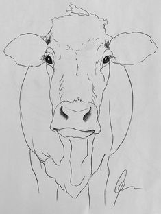 a black and white drawing of a cow's face with the nose slightly open