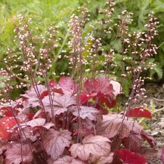 some pink and red plants in the grass