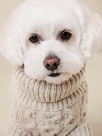 a small white dog wearing a sweater