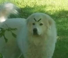 a white dog standing in the grass with words written on it's face that say nojao