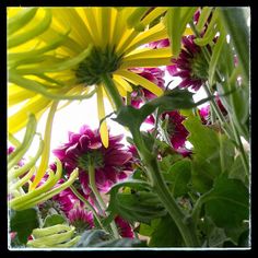 some very pretty flowers in a big vase