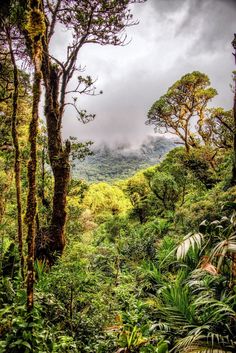 the jungle is full of trees and plants with mountains in the background, while dark clouds loom overhead