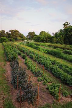 an outdoor garden with rows of plants growing in the ground and fenced off area