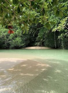 the water is very clear and green in this area with some trees on either side