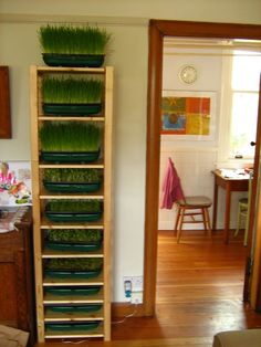 a tall wooden shelf filled with lots of green plants in a living room next to a doorway