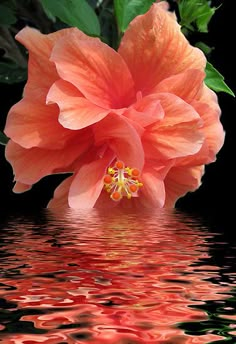 an orange flower is reflected in the water