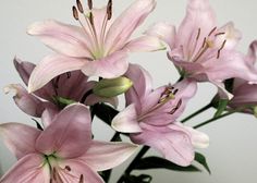 some pink flowers are in a vase on a table