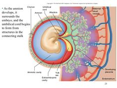 the ear and its structures are labeled in this diagram, which shows the location of the occipitum