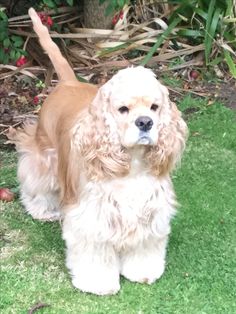 a brown and white dog standing on top of a lush green grass covered field next to a bush