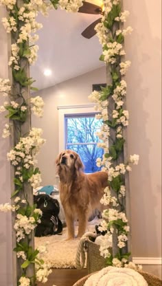 a dog standing in front of a mirror with white flowers on it's frame