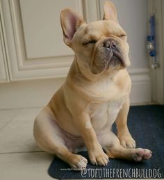 a dog sitting on the floor with its eyes closed