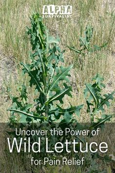 an image of a plant that is in the middle of grass with words above it