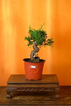 Live Shimpaku Juniper Outdoor Bonsai Tree With Decorative Container Same as Picture With Nutrition Soil - Etsy House Plants, Soil, Nutrition, Plants