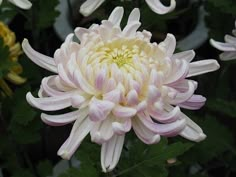 a large white and pink flower surrounded by green leaves in the background is another plant