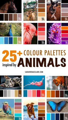 the cover of 25 + color palettes for animals