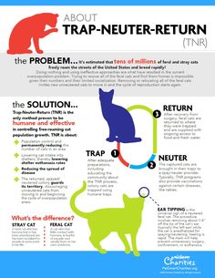 an info poster with cats on it and the caption about trap - neuter return