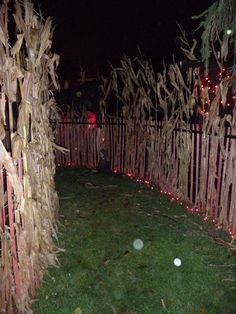 a fence is decorated with lights and corn stalks for halloween decorations on the grass in front of it