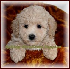 a small white dog sitting on top of a brown blanket and looking at the camera