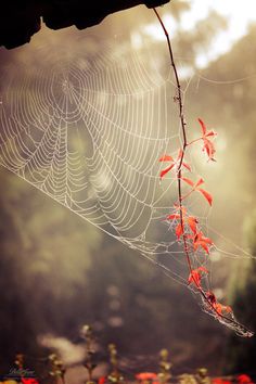 a spider web with red leaves hanging from it's side in front of trees