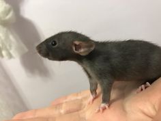 a small rat sitting on top of someone's hand