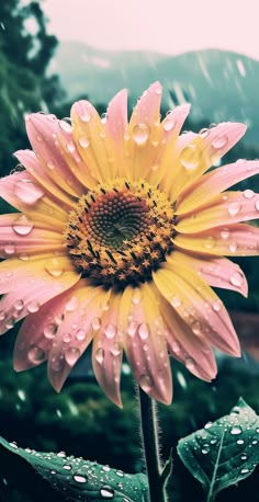 a pink and yellow flower with water droplets on it