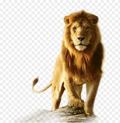 a lion standing on top of a rock in front of a white background png