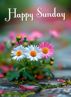 a bunch of daisies sitting on top of a stone ground with the words happy sunday