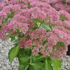 some pink flowers are growing in the dirt