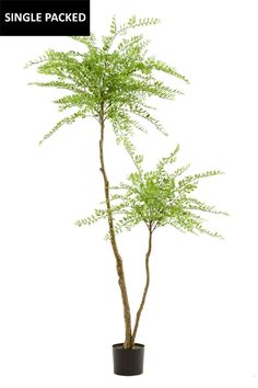 Green Artificial Potted Tree | Emerald Sophora | Dutchfurniture.com Faux Trees, Outdoor Wall Lamp, Decorative Wall Sconces, Faux Tree, Outdoor Accents, Chandelier Floor Lamp, Evergreen Trees, Outdoor Wall Lamps, Faux Plants