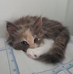 a kitten laying on top of a bed next to a white wall with blue lines