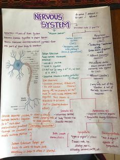 Hand written notes of nervous system Neet Exam Notes, Nervous System Notes, Brain Notes, Science Diagram, Human Biology