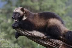 a large brown and black animal sitting on top of a tree branch with trees in the background