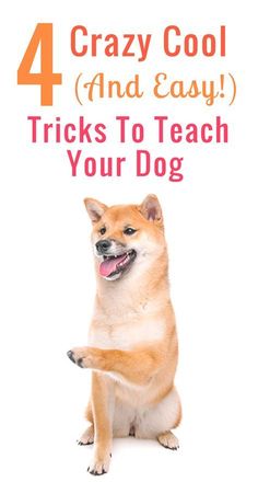 a dog sitting on its hind legs with the words 4 crazy cool and easy tricks to teach your dog