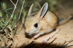 a small mouse sitting on top of a dirt ground next to some plants and twigs