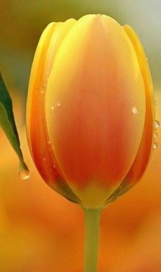 a yellow flower with drops of water on it