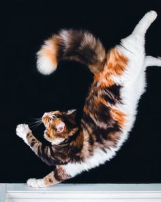 a cat that is jumping up in the air