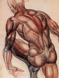 a drawing of a man's back and muscles