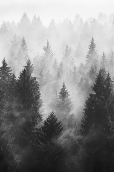 black and white photograph of trees in the fog