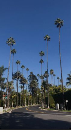 palm trees line the street in front of a blue sky