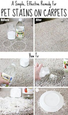 how to remove pet stains from carpet with dispenser bottle and sprayer