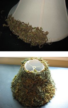 two different views of a lamp shade with moss growing on the bottom and inside it