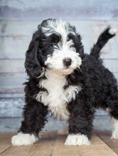 a black and white puppy standing on top of a wooden floor