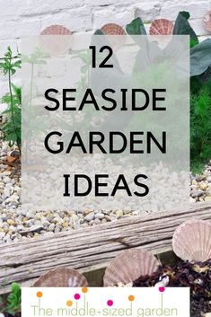 the words 12 seaside garden ideas are in front of an image of shells and plants