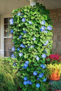 blue flowers growing on the side of a house with text that reads, plant morning glory seeds in a hanging basket and they will grow down