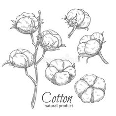 cotton plant with flowers and buds hand drawn sketch royalty illustration on white background stock illustration