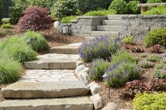 stone steps lead up to a garden with lavenders and other plants in the background