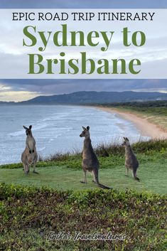 two kangaroos standing on top of a lush green field next to the ocean with text reading epic road trip itinerary sydney to brisbane