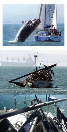 two pictures of a whale jumping out of the water, and an image of a boat with it's mouth open